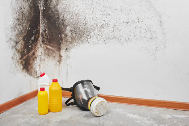 Best Water Damage Restoration  in Terrace Heights, WA