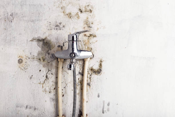Best Mold Removal Near Me  in Terrace Heights, WA