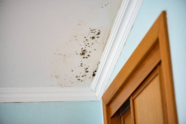 Best Best Mold Removal Companies  in Terrace Heights, WA