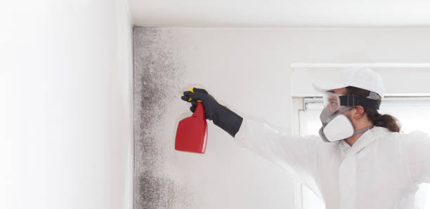Best Toxic Mold Removal  in Terrace Heights, WA