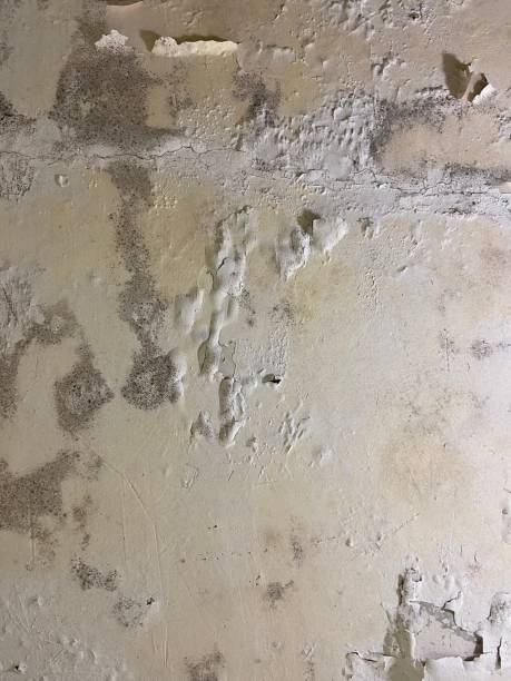 Best Residential Mold Removal  in Terrace Heights, WA