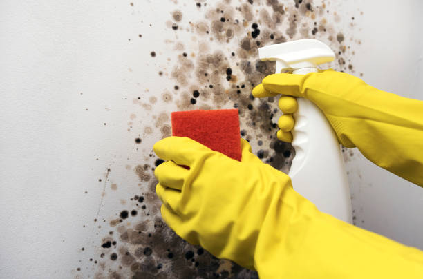 Best Same-Day Mold Removal  in Terrace Heights, WA