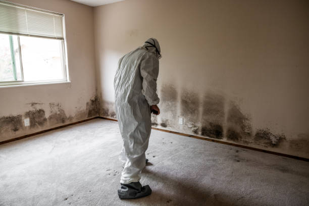 Best Mold Testing  in Terrace Heights, WA