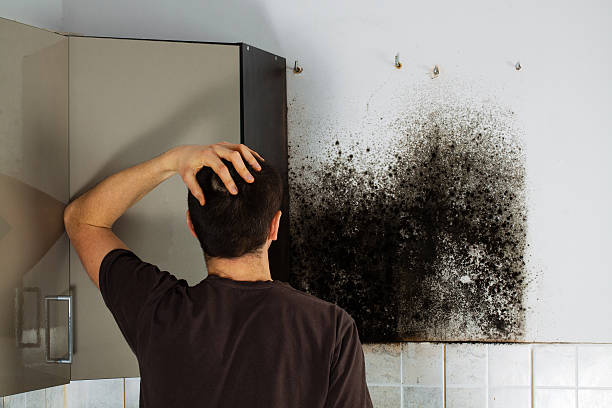 Best Affordable Mold Removal  in Terrace Heights, WA