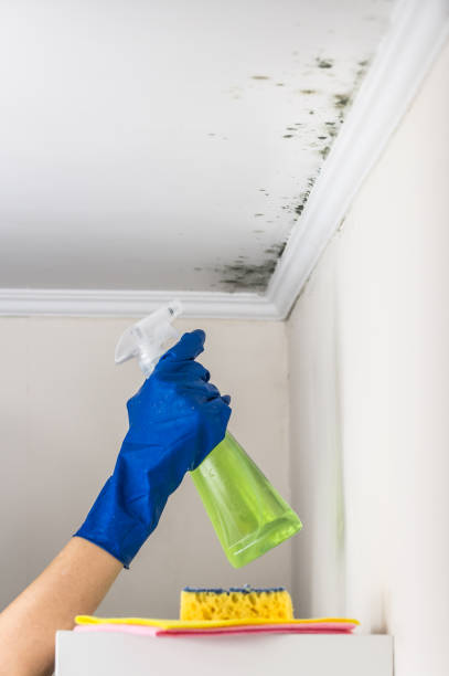 Best Mold Cleaning Services  in Terrace Heights, WA