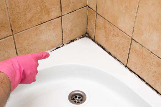  Terrace Heights, WA Mold Removal Pros