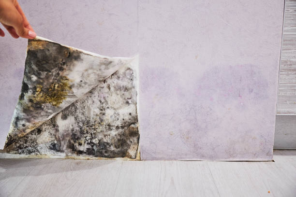 Best Certified Mold Removal  in Terrace Heights, WA